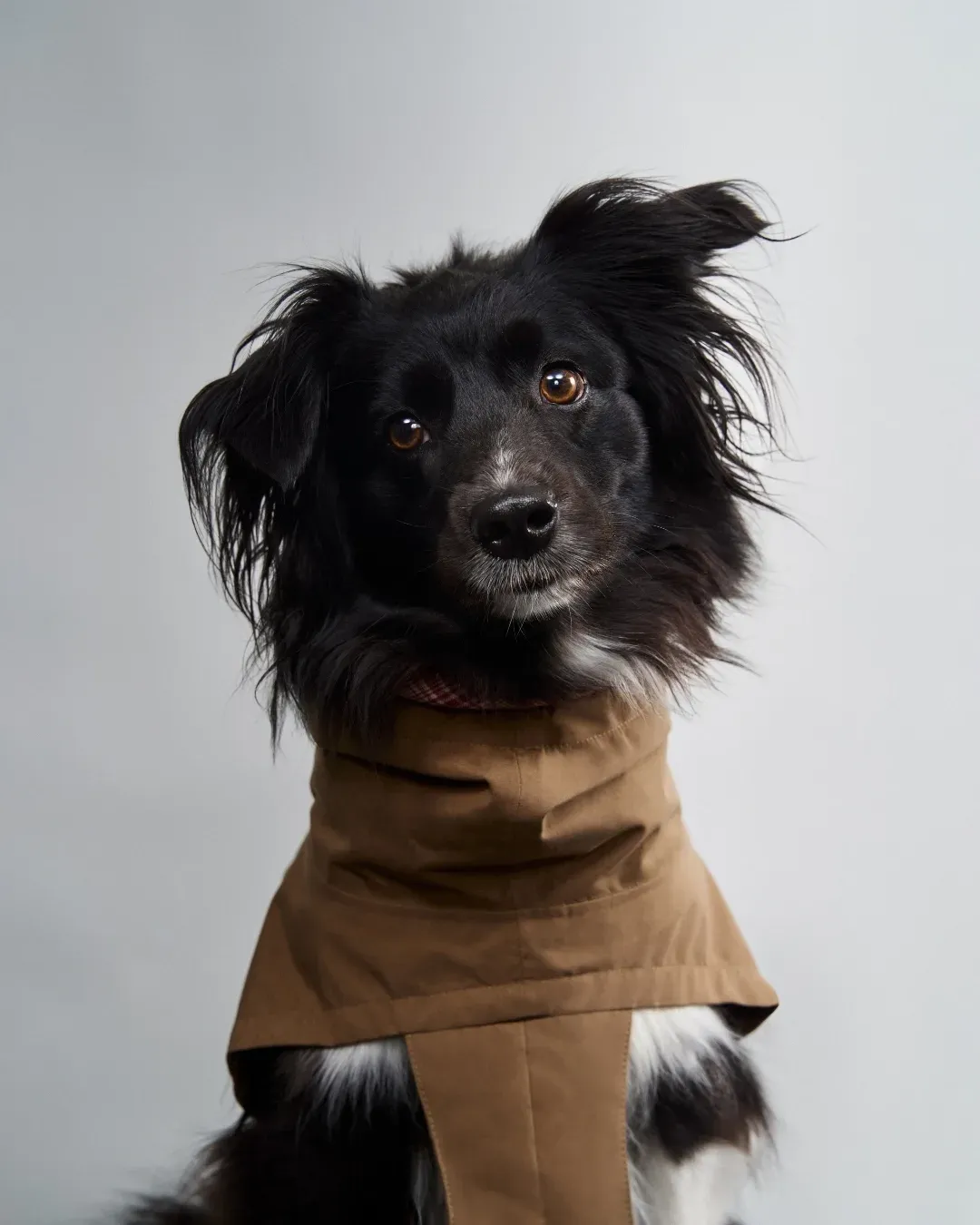 Schwarz-weisser Hund im sandbraunen Cloud7-Regenmantel Dublin vor hellgrauem Studiohintergrund