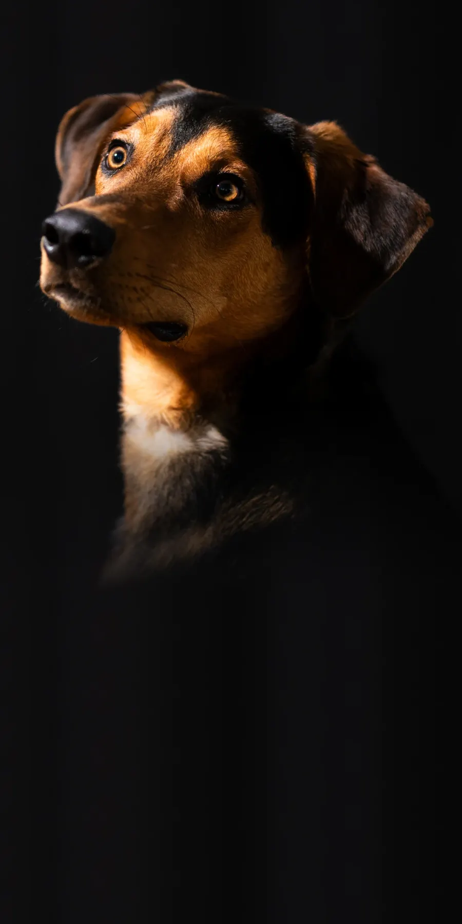 Mischlingshund im Halbprofil, warm von der Seite ausgeleuchtet vor schwarzem Studiogrund